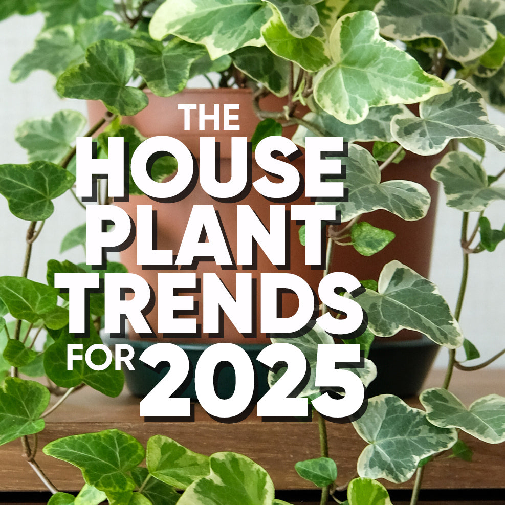 2025's Houseplant Trends and Trending Indoor Plants