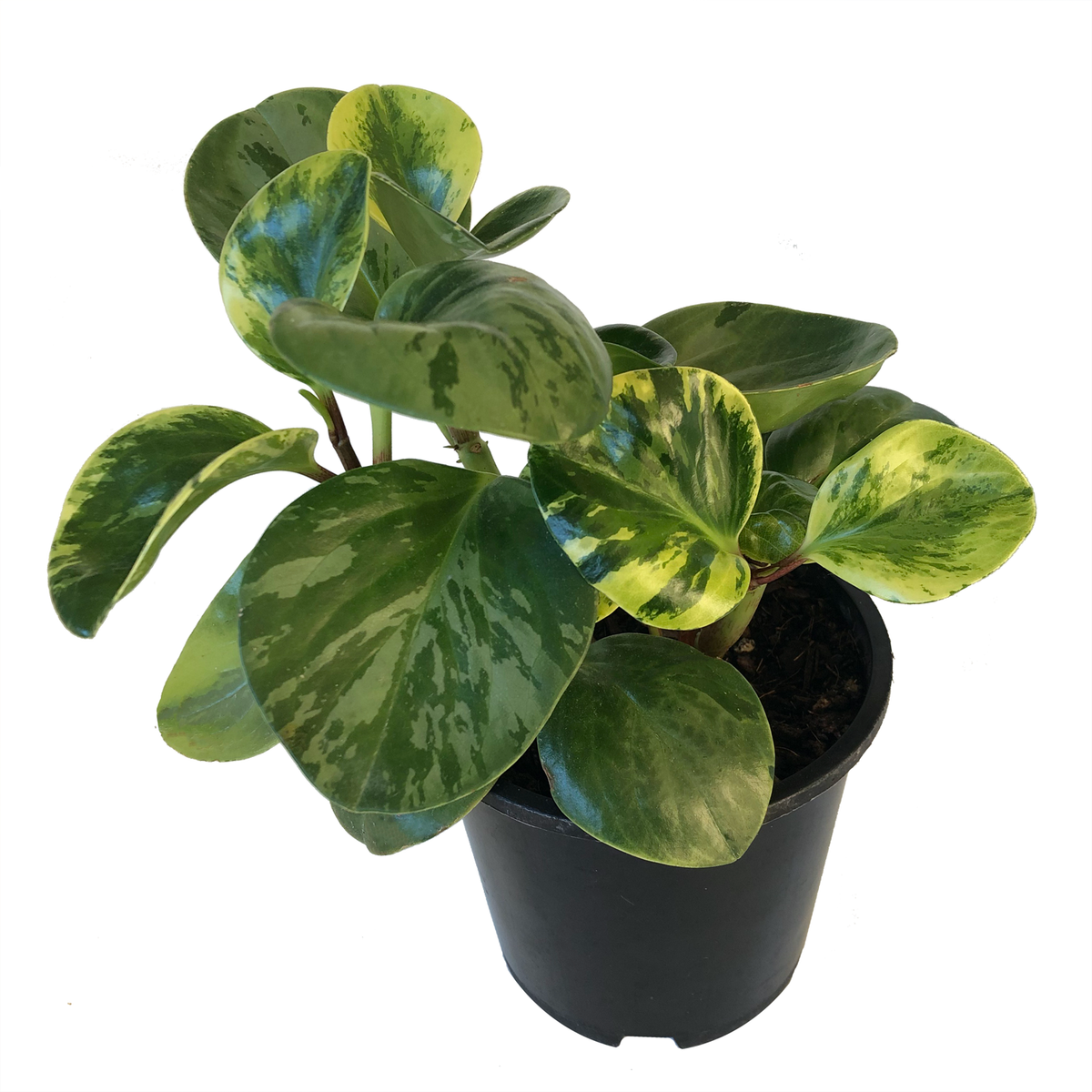 Peperomia Obtusifolia Variegata Care Guide