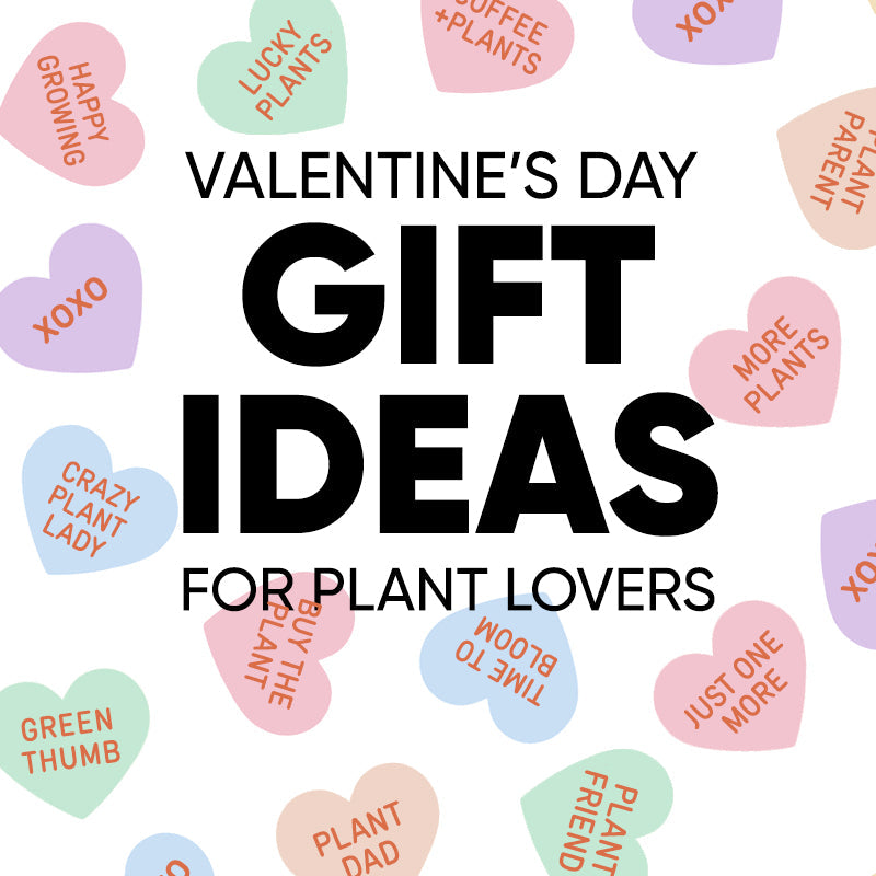 8 Valentine's Day Gift Ideas for Indoor Plant Lovers