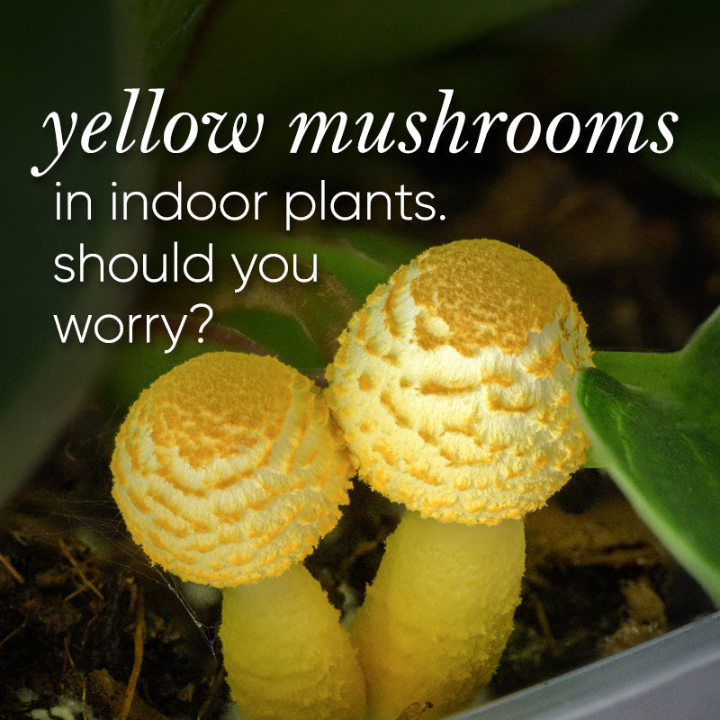 Yellow mushrooms in your indoor plants? When to worry and what to do about them