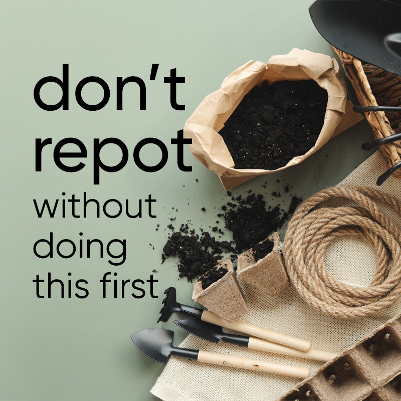 Repotting Mistakes | What to do and NOT to do when repotting so your plants don't die