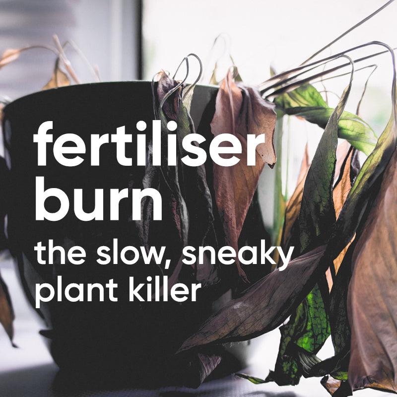 Ultimate Guide to Fertiliser Burn That Could Save Your Indoor Plants