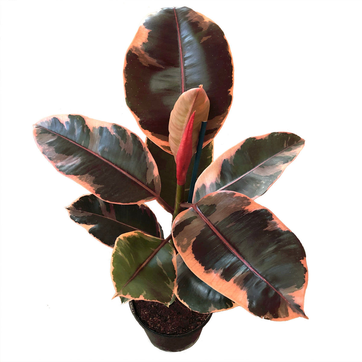 Ficus Elastica Ruby Care Guide