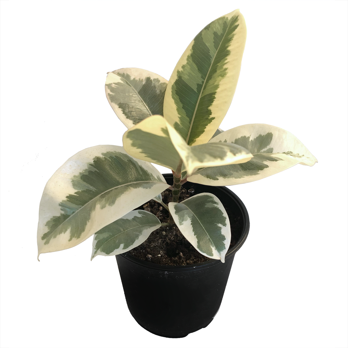 Ficus Elastica Tineke Care Guide