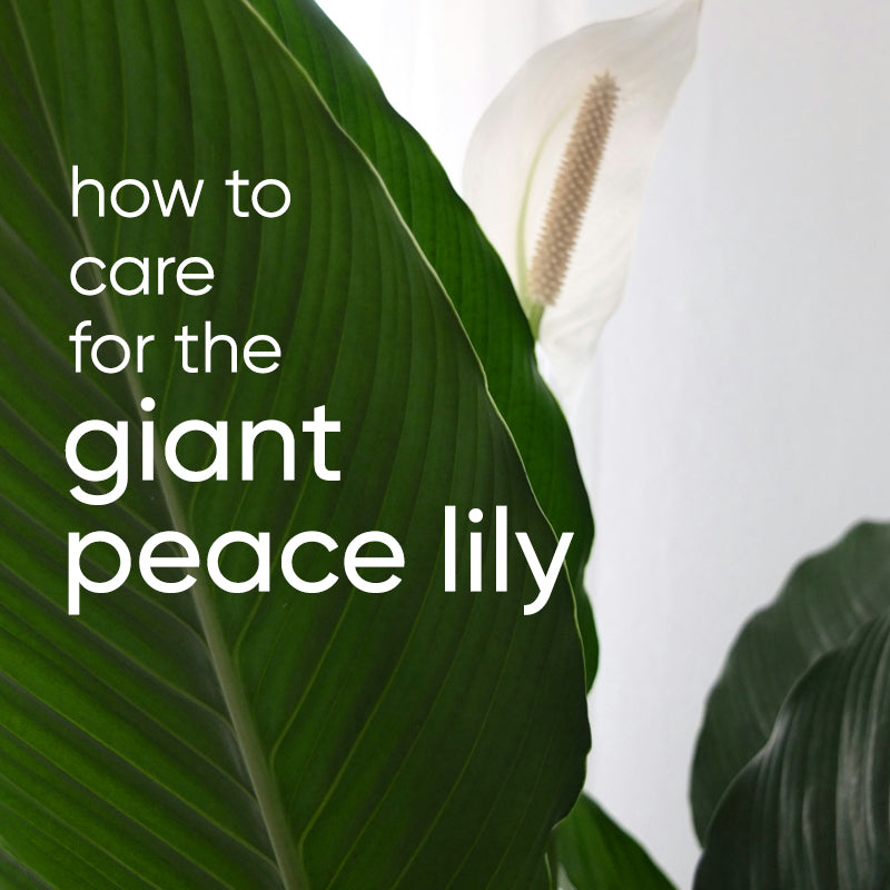 Sensation Peace Lily Care Guide (Giant Peace Lily)