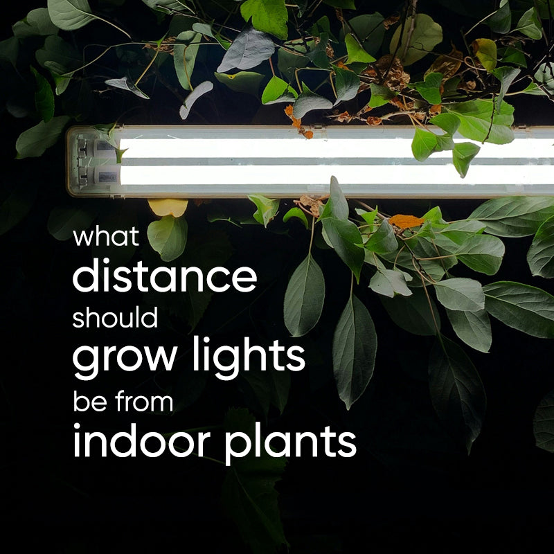 How close should grow lights be to indoor plants?