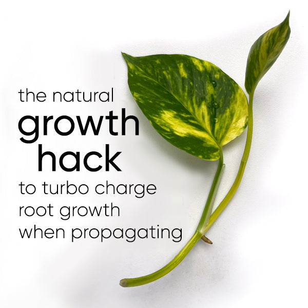 The simple growth hack that speeds up root growth for water propagation