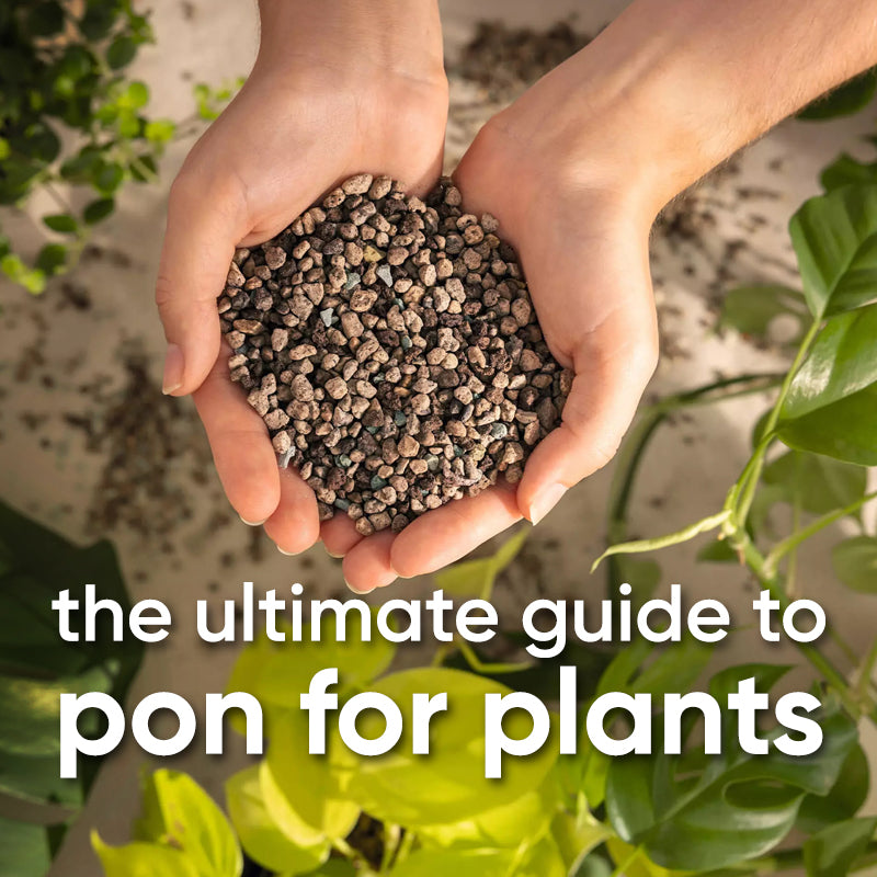 Ultimate Guide to Growing Indoor Plants in Pon [Lechuza Pon]