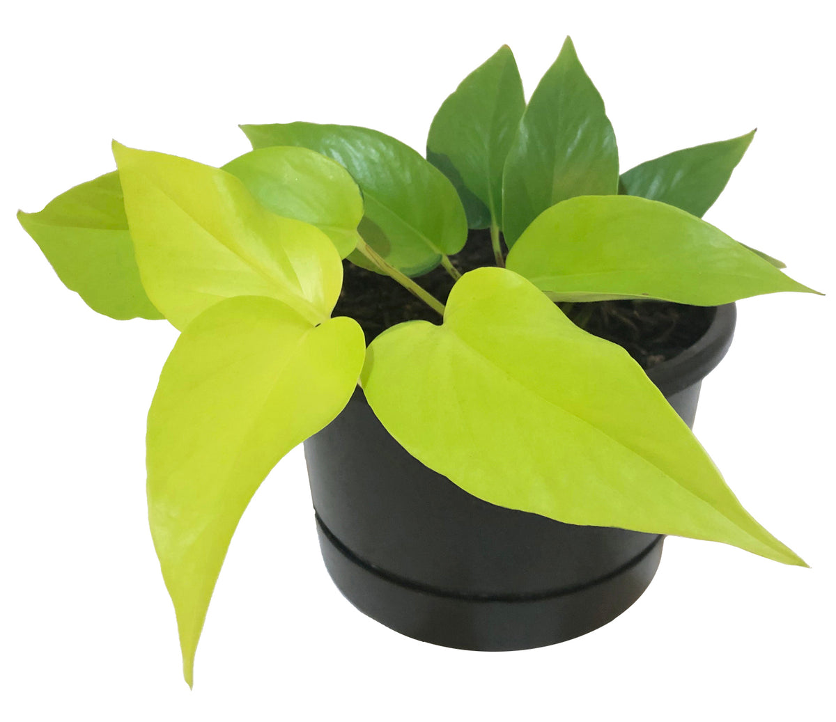 Neon Pothos Care Guide