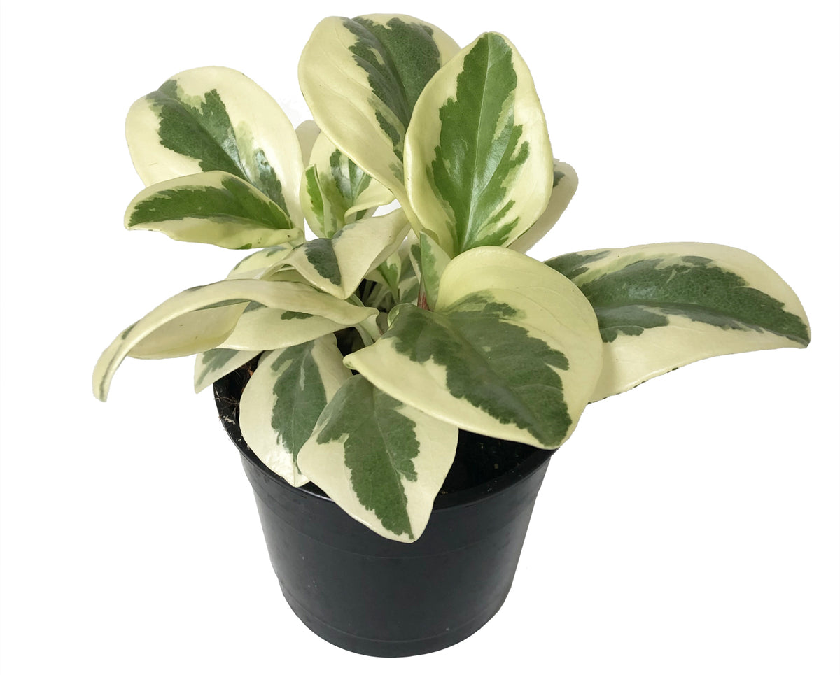 Peperomia Albo Marginata Care Guide