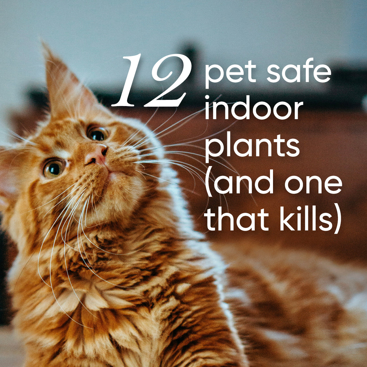 Top 12 Pet Safe Indoor Plants for Cats and Dogs (and one that can kill)