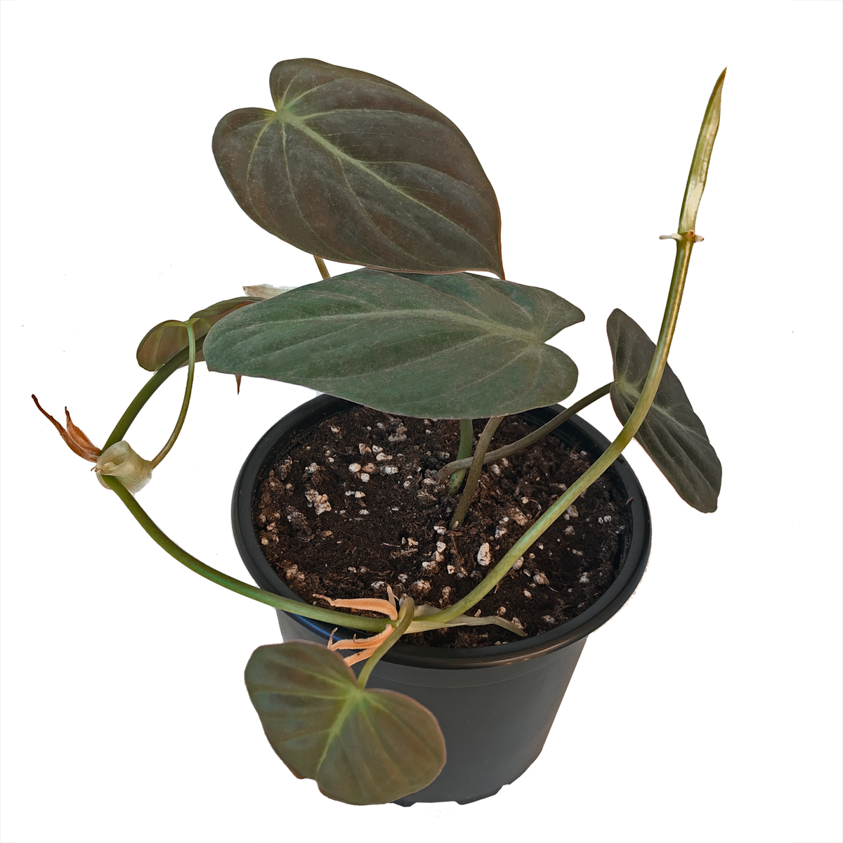 Philodendron Micans Care Guide