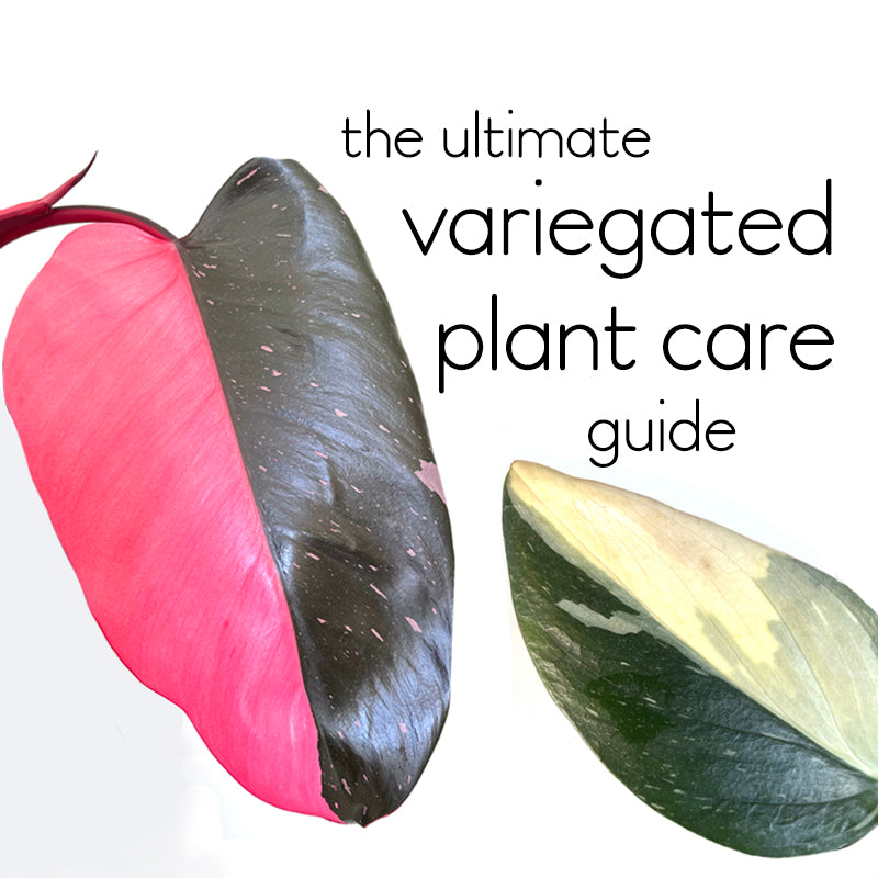 Ultimate Care Guide for Variegated Indoor Plants (and how not kill them)