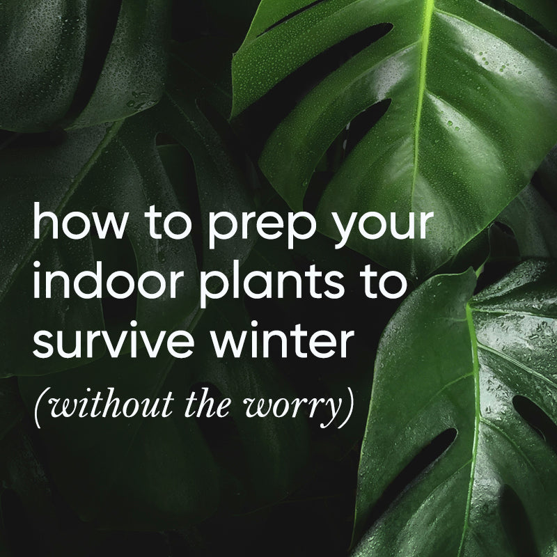 How to prep your indoor plants for winter so they don't die